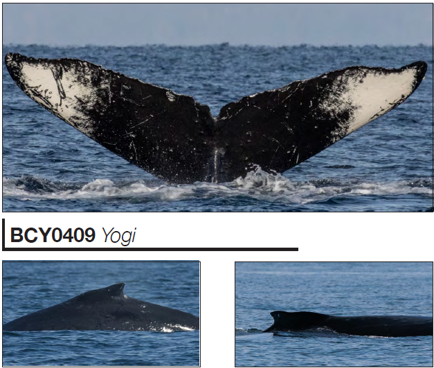 October 10, 2024 - A couple of pairs of Humpbacks! — Vancouver